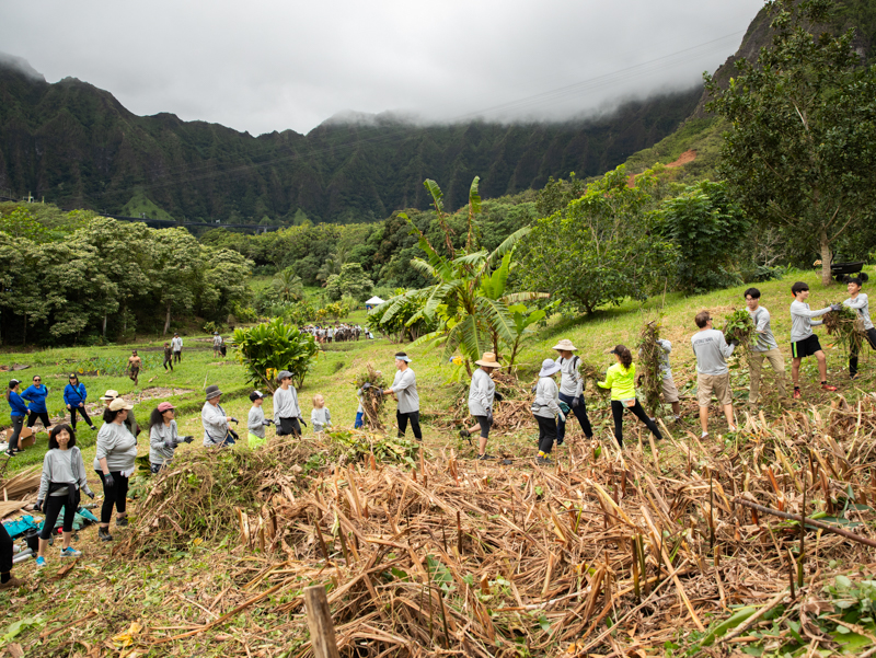 Volunteers passing vegetation down a line at Papahana Kuaola.